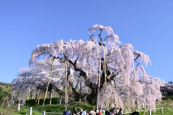 三春滝桜の風景