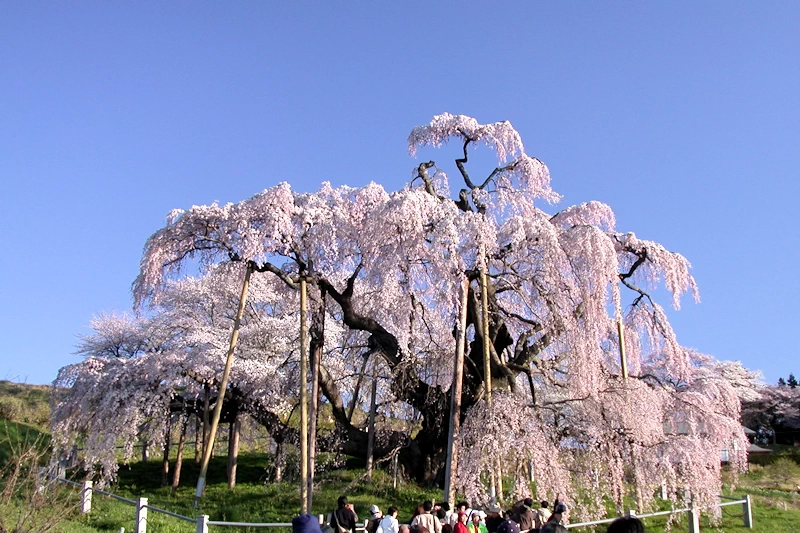 三春滝桜の風景