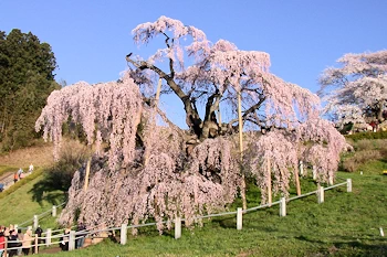 三春滝桜の風景