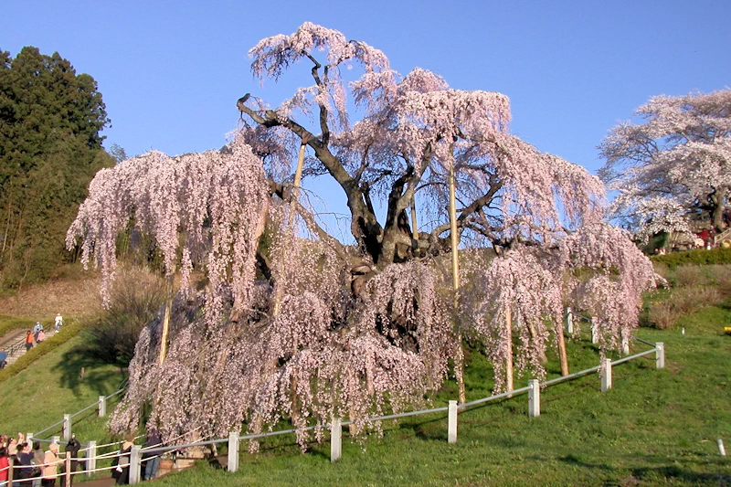 三春滝桜の風景