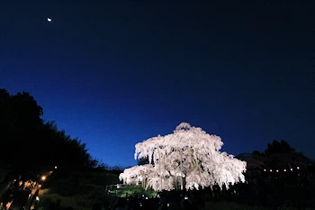 三春滝桜の風景
