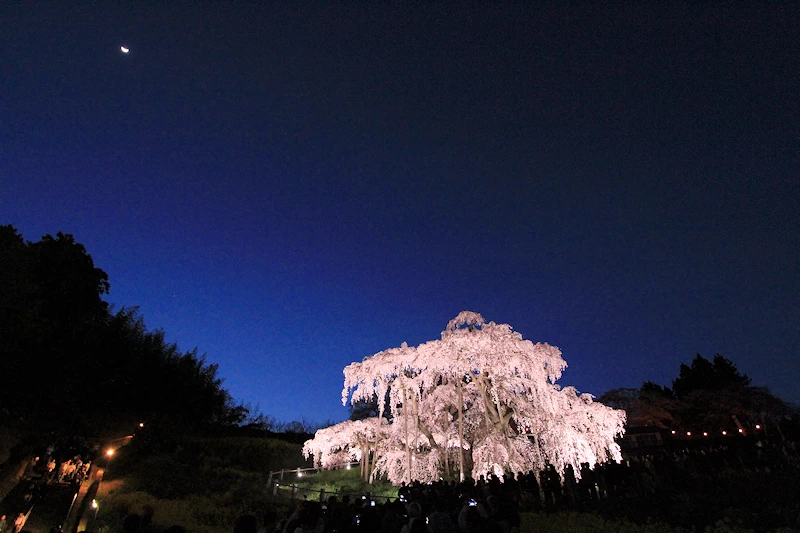 三春滝桜の風景