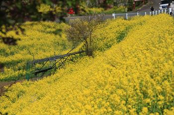 二本松城の風景