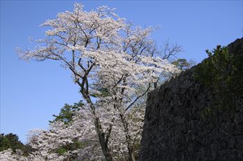 二本松城の画像