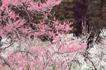 梅林の風景