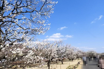 梅林の風景