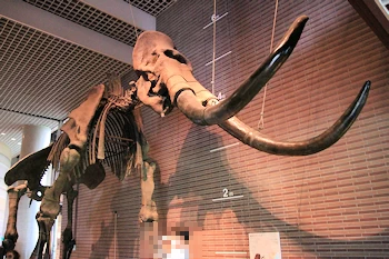 ミュージアムパーク茨城県自然博物館の風景