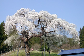外大野のしだれ桜の風景