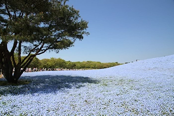 ひたち海浜公園の風景
