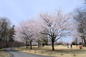 大宮自然公園の風景