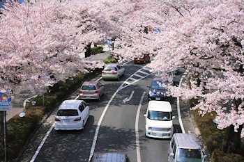 平和通りの風景