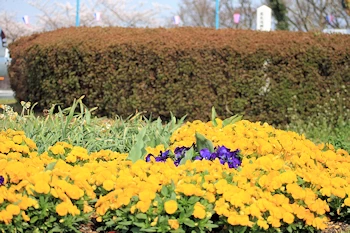 かみね公園・平和通りの風景