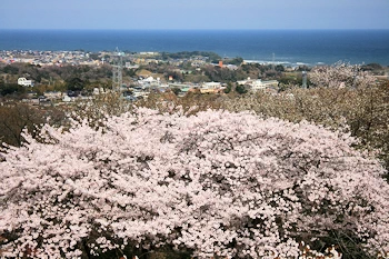 かみね公園・平和通りの風景