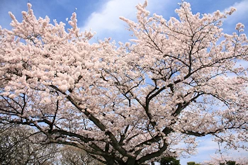 かみね公園・平和通りの風景
