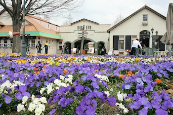 ポティロンの森の風景