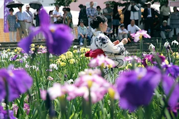 潮来あやめ園の風景