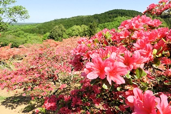 笠間つつじ公園の風景
