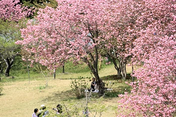 静峰ふるさと公園の風景