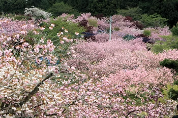 静峰ふるさと公園の風景