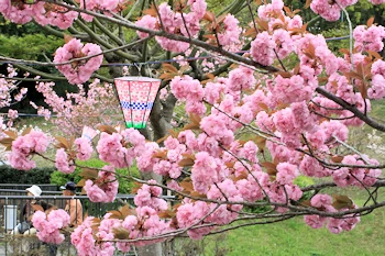静峰ふるさと公園の風景