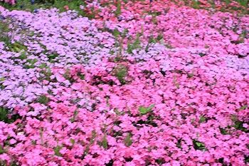 静峰ふるさと公園の風景