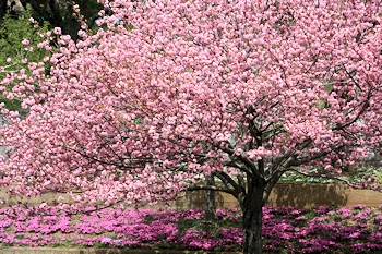 静峰ふるさと公園の風景