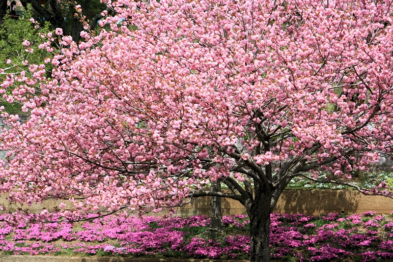 静峰ふるさと公園の風景