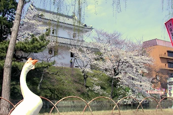 亀城公園の風景