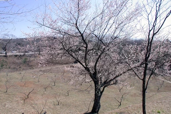 村上城跡の画像