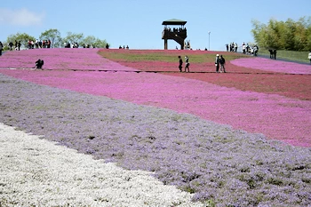 芝桜公園の画像