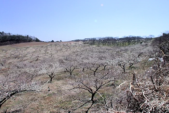 中山梅林の画像