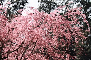 大平県立自然公園の風景