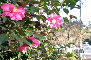 大平県立自然公園の風景