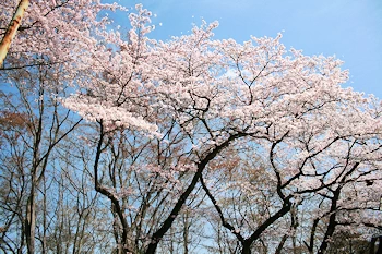 大平県立自然公園の風景