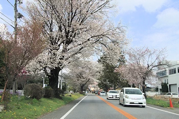 日光街道桜並木の風景