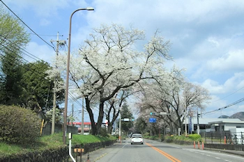 日光街道桜並木の風景