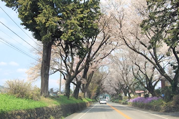 日光街道桜並木の風景