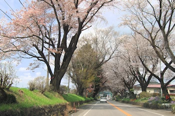 日光街道桜並木の風景