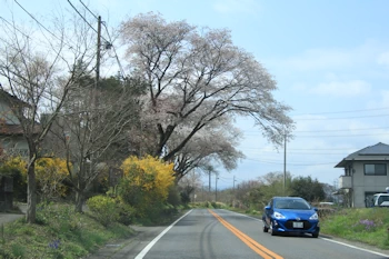 日光街道桜並木の風景