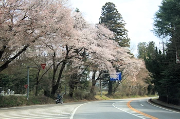 日光街道桜並木の風景