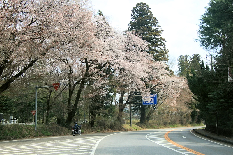 日光街道桜並木の風景