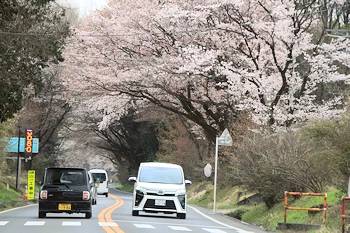 日光街道桜並木の風景