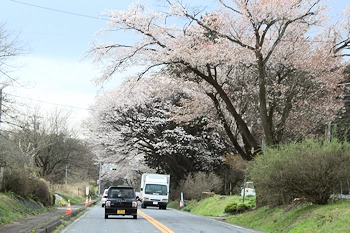 日光街道桜並木の風景