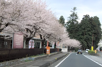 日光街道桜並木の風景