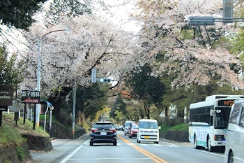 日光街道桜並木の風景