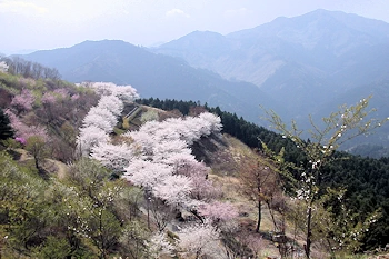 桜山公園の画像
