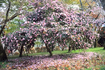 桜山公園の風景
