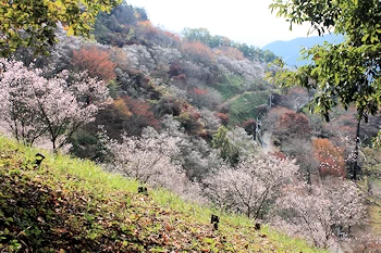 桜山公園の風景