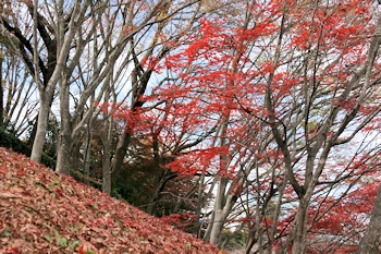 桜山公園の風景