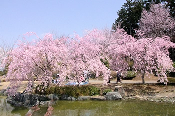 桜山公園の風景